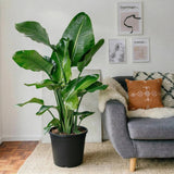 Strelitzia 🕊️ Bird of Paradise Plant | Dubai's Favorite Greens!طائر الجنة
