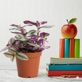 Tradescantia nanouk or Fantasy Venice