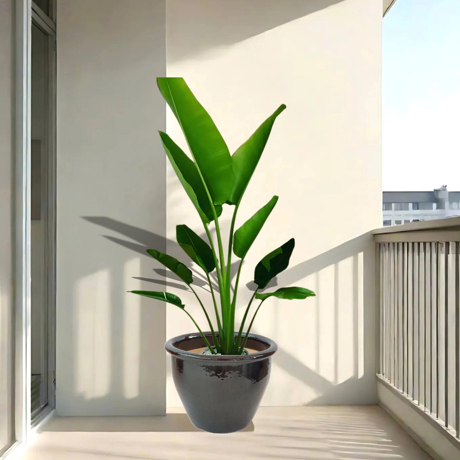 Ravenala Madagascariensis “Traveller’s Palm” in Rolled Rim Pot 1.0 - 1.3m