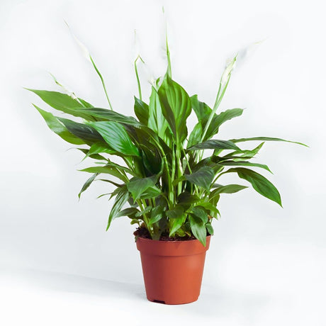 Spathiphyllum or Peace Lily "زنبق السلام"