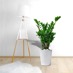 Zamioculcas zamiifolia, Zanzibar Gem or ZZ Plant
