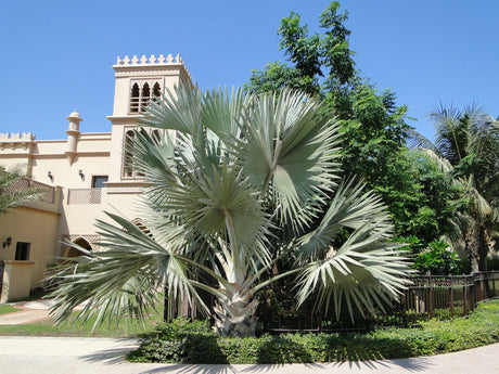 Bismarckia nobilis "Bismark Palm" بسمارك النخيل