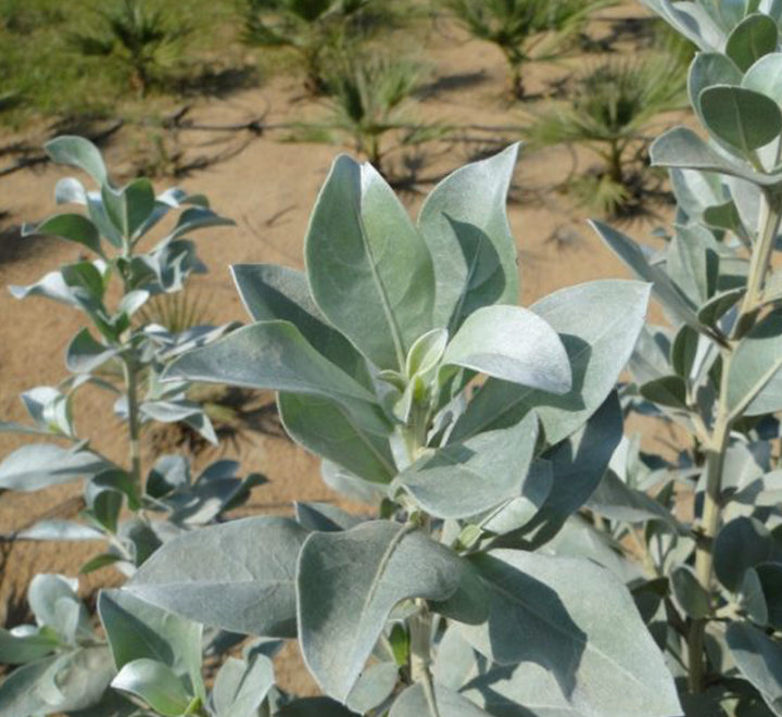 Conocarpus erectus Silver buttonwood 1.0-1.2m in  GRP white 70x30x30cm Pot
