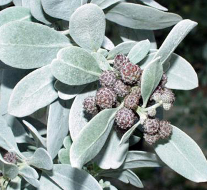 Conocarpus erectus Silver buttonwood 1.0-1.2m in  GRP white 70x30x30cm Pot