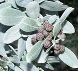 Conocarpus erectus Silver buttonwood 1.0-1.2m in  GRP white 70x30x30cm Pot