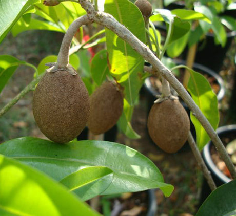 Manilkara zapota Or Chicko Tree "1.2m - 2.0m" شجرة الشيكو