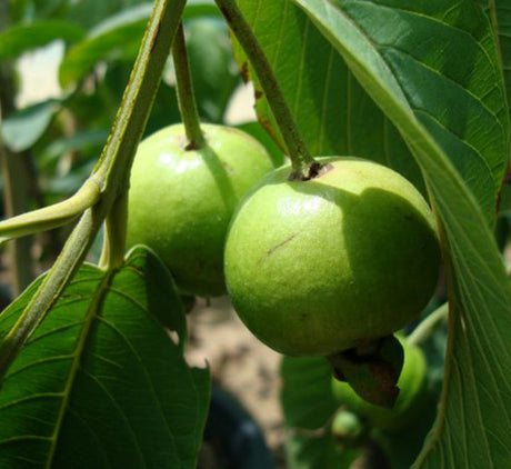 Psidium guajava Or Guava Tree 1.2 - 2.0m شجرة الجوافة (Pakistani)