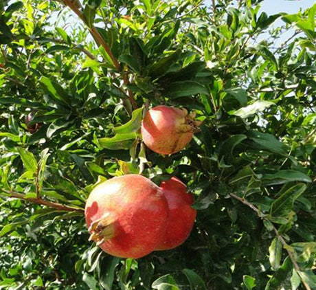 Punica granatum Or Pomegranate Tree  شجرة الرمان