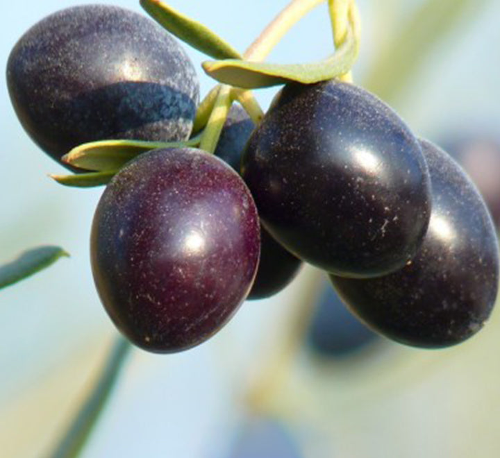 Olea europea or Olive Tree "1.0m-2.2m" شجرة زيتون