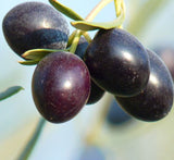 Olive Multihead | Multihead Olea Europea 1.0m-1.2m شجرة زيتون