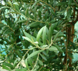 Olea europea or Olive Tree "1.0m-2.2m" شجرة زيتون