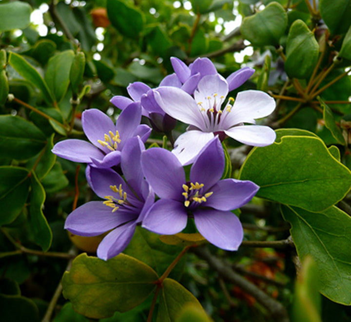 Guaiacum officinale, roughbark lignum-vitae or guaiac wood 1.7-2.0m