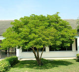 Guaiacum officinale, roughbark lignum-vitae or guaiac wood 1.7-2.0m