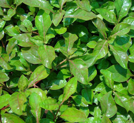 Alternanthera Red  "Red Sessile Joyweed"