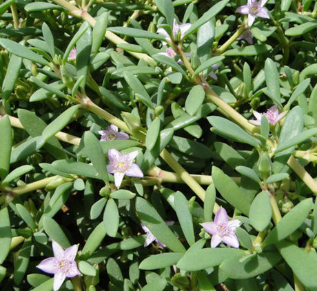 Sesuvium portulacastrum or Shoreline seapurslane