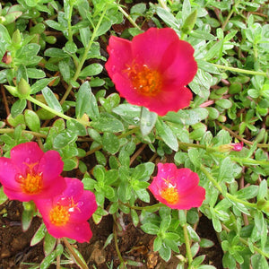 Seasonal Plants