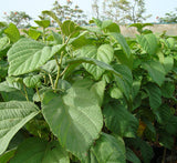 Cordia sebestena or Orange Geiger Tree