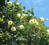 Hibiscus tiliaceus "Beach Hibiscus"