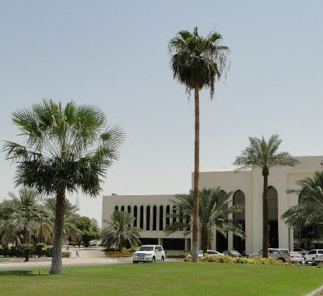 Copernicia pruniferea "Wax Palm"