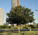 Peltophorum pterocarpum, Yellow Flame or Copper Pod