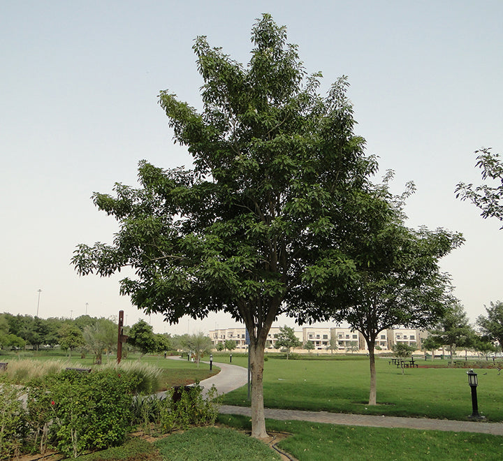 Bugle Tree Tabebuia pentaphylla