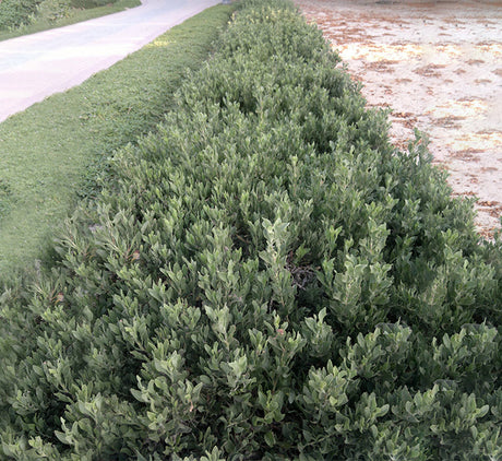 Atriplex semibaccata or Salt Bush