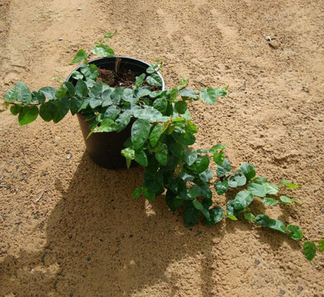 Ficus pumila or Climbing fig