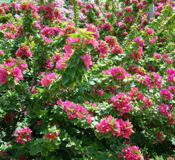 Bougainvillea "Pink Pixie"