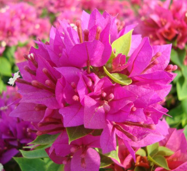 Bougainvillea "Pink Pixie"