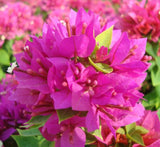 Bougainvillea "Pink Pixie"