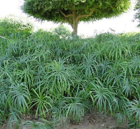 Cyperus alternifolius "Umbrella Sedge"