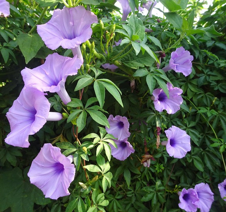 Ipomoea cairica, Cairo morning glory or coast morning glory 0.8-0.1m