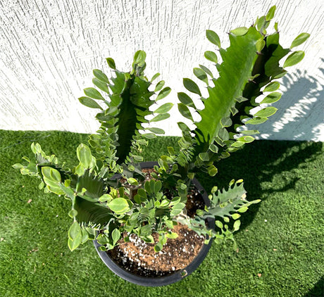 Euphorbia trigona "Candelabra Cactus" 0.6-0.8m