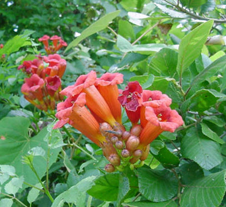 Campsis radicans "Trumpet Vine"