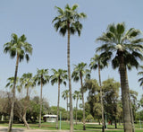 Livistona chinensis "Chinese Fan Palm or Fountain Palm"