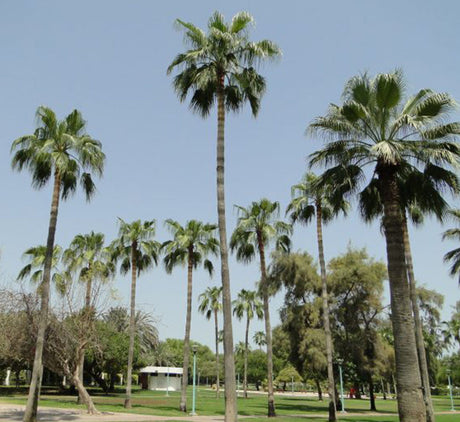 Livistona chinensis "Chinese Fan Palm or Fountain Palm"