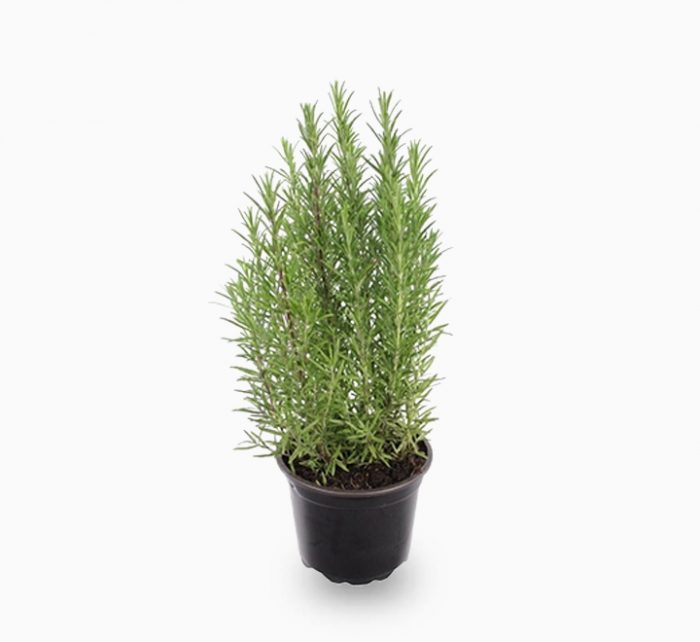 Rosmarinus officialis or Rosemary Herb