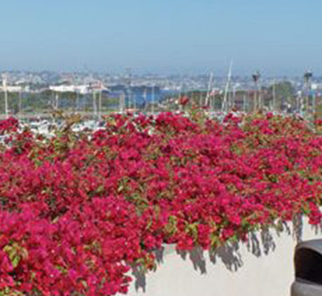 Bougainvillea spectabilis  “30 to 160cm” Dark Pink