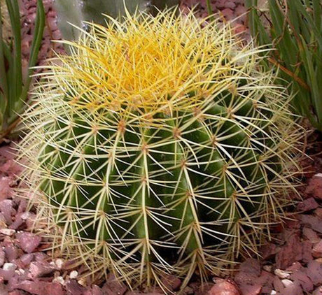 Barrel Cactus 80-90mm dia | Hanging Yellow, Pink, Orange Ball Cactus | 3 in One