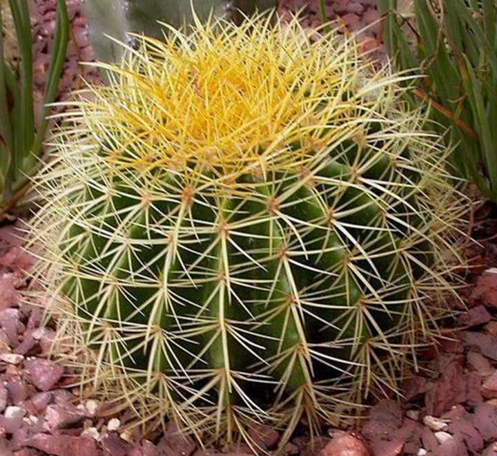 Barrel Cactus | Hanging Coloured Ball Cactus | Ferocactus 150-170mm dia