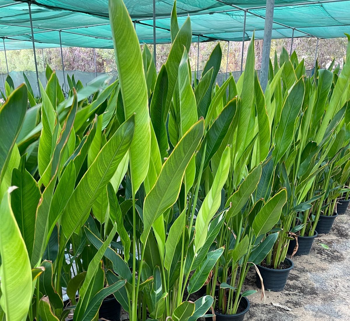 Heliconia Psittacorum "Parrot's beak / Parakeet flower"