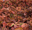 Acalypha wilkesiana "Copper Leaf" 30-50cm