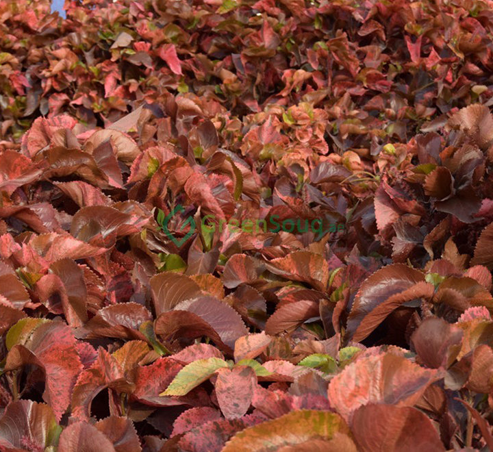 Acalypha wilkesiana "Copper Leaf" 30-50cm