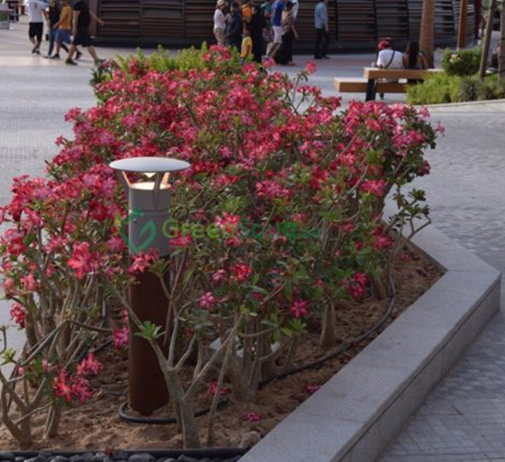 Adenium obesum Or Desert Rose وردة الصحراء