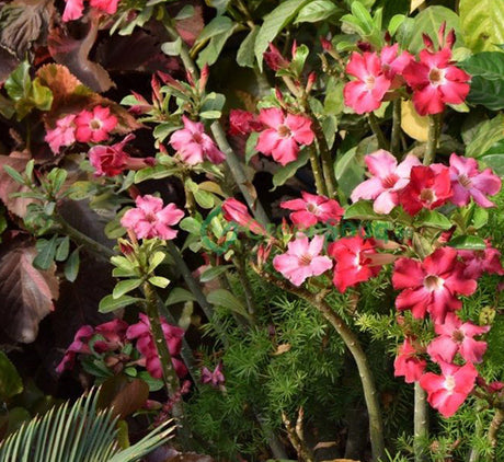 Adenium obesum Or Desert Rose وردة الصحراء