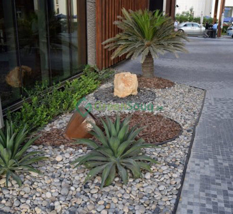 Agave Attenuata or spineless century plant