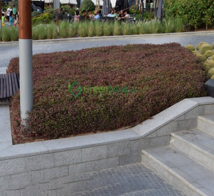 Alternanthera Red  "Red Sessile Joyweed"