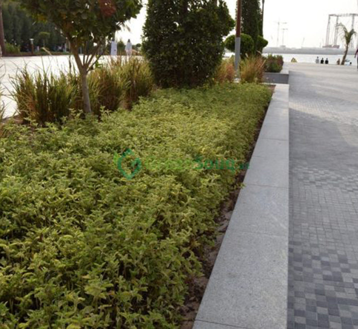 Alternanthera ficoidea 'Gold'