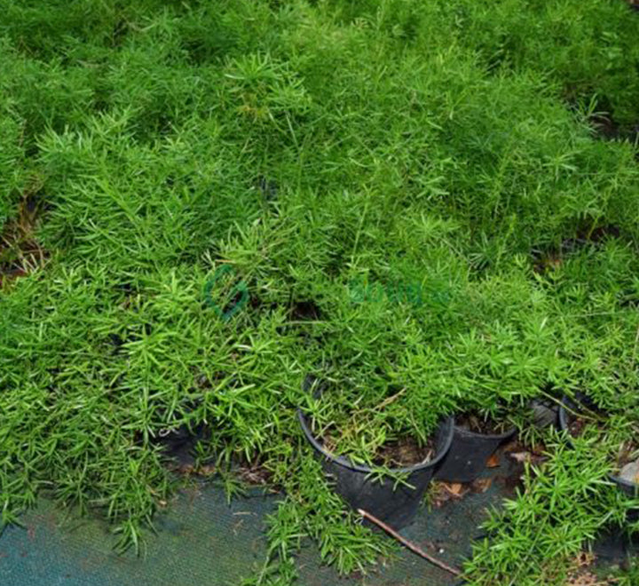 Asparagus sprengeri, Emerald feather or Emerald fern "Sprenger's asparagus"