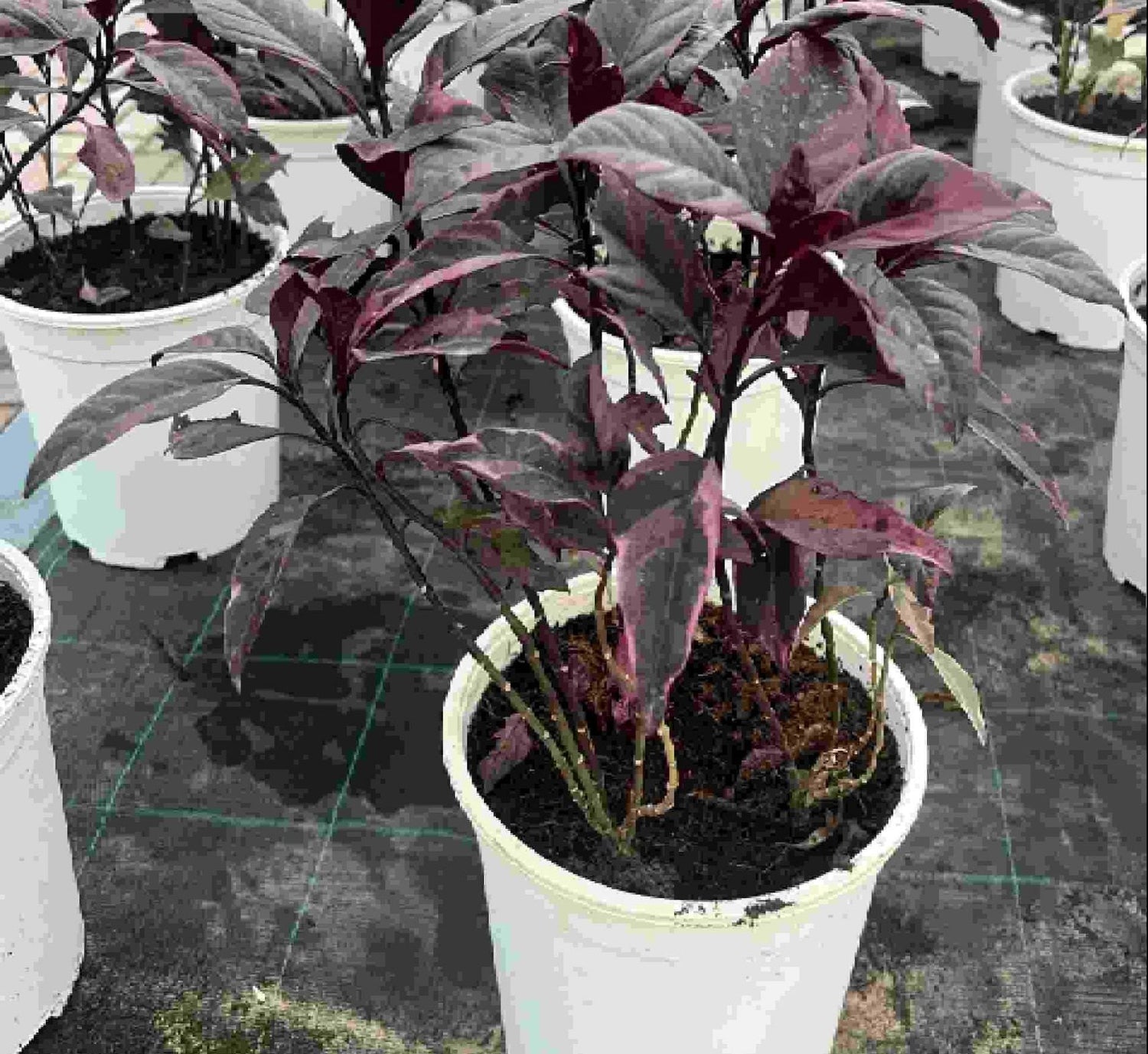 Black varnish Tricolor "Pseuderanthemum"